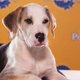 Illustration for article titled The Most Shocking Scandals of the 2013 Puppy Bowl